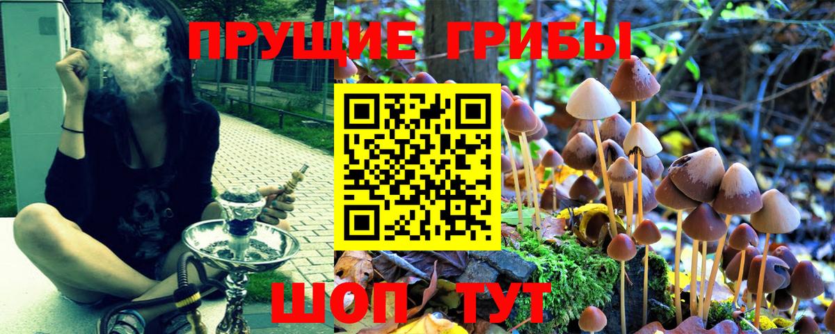Галлюциногенные грибы Psilocybe  Вход с VPN  Псилоцибиновые грибы прущие грибы  Мурино 